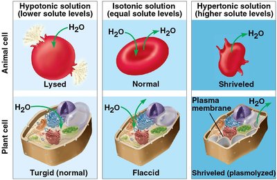 Effects of hypotonic, isotonic, and hypertonic solutions on animal and plant cells