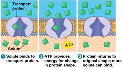 Stages of active transport using a transport protein and ATP