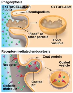 Phagocytosis and receptor-mediated endocytosis