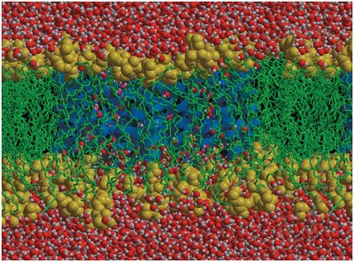 Molecular model of a cell membrane showing lipid bilayer and proteins