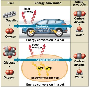 Energy conversion in a car and a cell