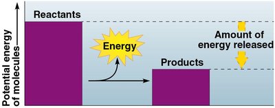 Exergonic reaction energy diagram