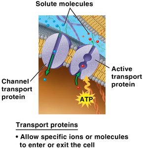 Transport proteins in the membrane