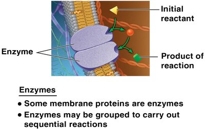 Enzymes in the membrane