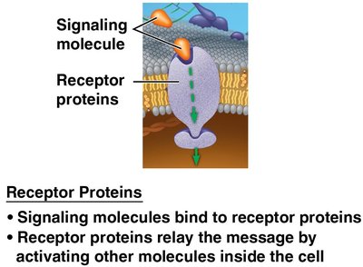 Receptor proteins in the membrane