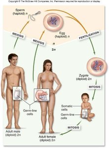 Diagram of the sexual life cycle showing meiosis, fertilization, and mitosis