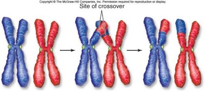 Diagram showing crossing over between homologous chromosomes