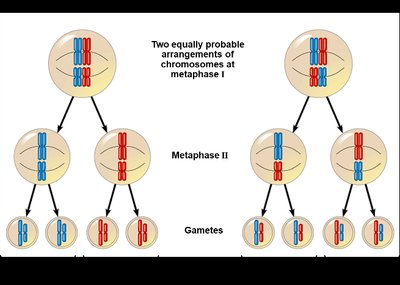 Diagram showing independent assortment of chromosomes during meiosis