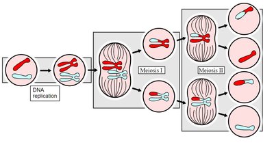 Diagram showing chromosome separation during meiosis I and II