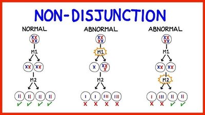 Diagram showing normal and abnormal chromosome separation (nondisjunction)