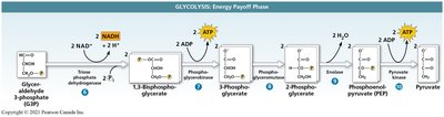 Glycolysis: energy payoff phase