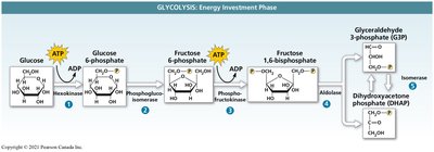 Glycolysis: energy investment phase