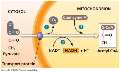 Pyruvate oxidation and transport into mitochondrion