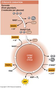Pyruvate oxidation and entry into citric acid cycle
