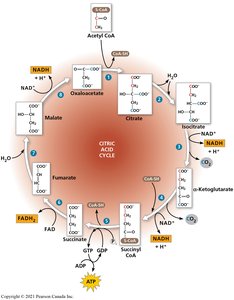 Citric acid cycle (Krebs cycle)
