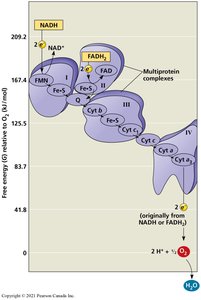 Electron transport chain complexes and energy changes