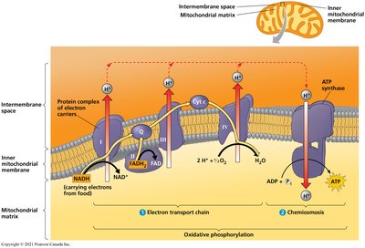 Electron transport chain and chemiosmosis