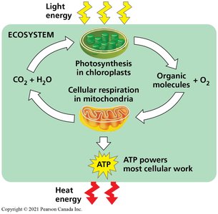 Energy flow and chemical recycling in ecosystems