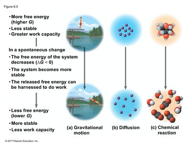 Diagram showing the relationship between free energy, stability, and spontaneous change