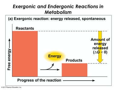 Graph of exergonic reaction showing energy release