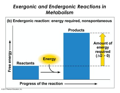 Graph of endergonic reaction showing energy requirement