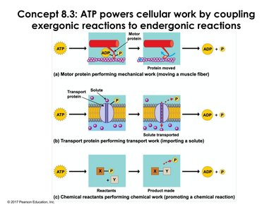 Diagram showing ATP coupling to mechanical, transport, and chemical work