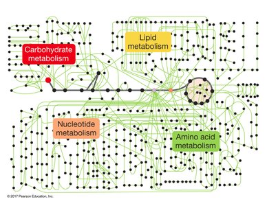 Diagram of interconnected metabolic pathways for carbohydrates, lipids, nucleotides, and amino acids