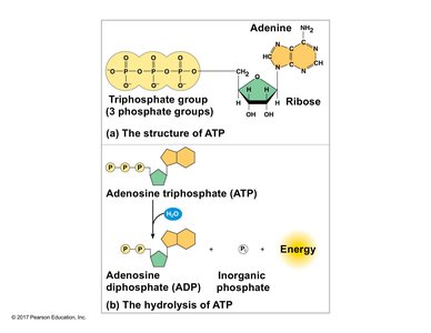 Structure of ATP and hydrolysis reaction