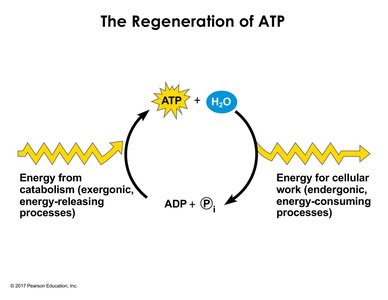 Diagram showing the ATP cycle: energy from catabolism regenerates ATP, which is used for cellular work