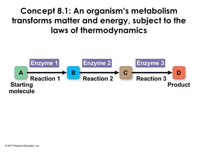 Linear metabolic pathway with enzymes catalyzing each step