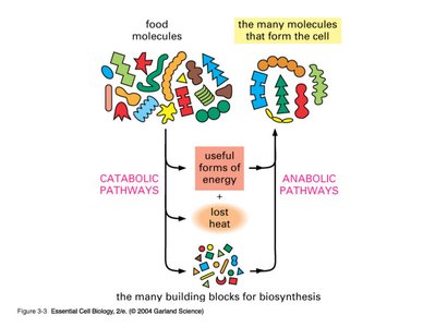 Diagram showing catabolic and anabolic pathways, energy flow, and biosynthesis