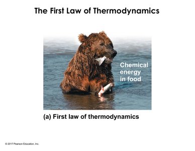 Bear eating fish, illustrating chemical energy transfer