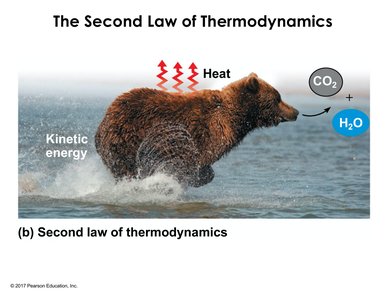 Bear running, illustrating energy transformation and heat loss