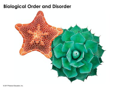 Starfish and succulent plant illustrating biological order