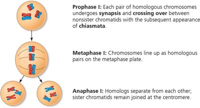 Diagram of meiosis I showing synapsis, crossing over, and separation of homologs