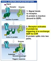 GPCR pathway step 2: G protein activation (GTP)