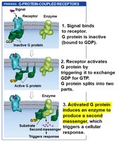 GPCR pathway step 3: Second messenger production
