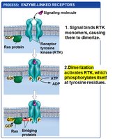 RTK pathway step 2: Autophosphorylation