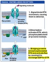 RTK pathway step 3: Ras activation