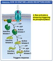 RTK pathway step 4: Kinase activation