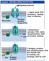 RTK pathway step 5: Phosphorylation cascade