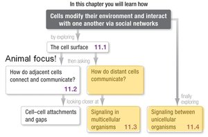 Chapter flowchart of cell-cell interactions and signaling