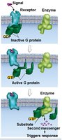 G protein deactivation (GDP)
