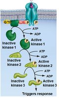 RTK pathway deactivation by phosphatases