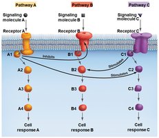 Crosstalk between signaling pathways
