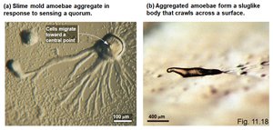 Slime mold aggregation and migration