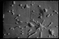 Slime mold aggregation