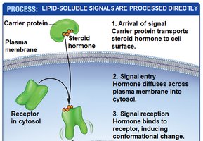 Lipid-soluble signal reception process