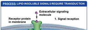 Lipid-insoluble signal reception process