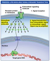 Lipid-insoluble signal transduction process